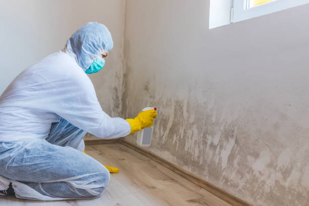 Mold Documentation for Insurance Claims in Ferndale, MI